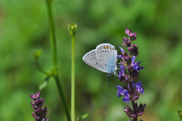 Polyommatus amandus, the Amanda's blue butterfly. Common blue butterfly on wildflower