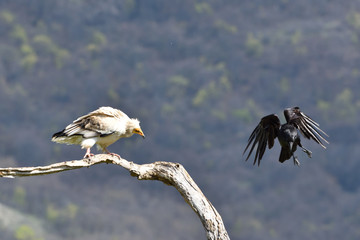 Egyptian Vulture and a Raven