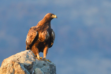 Golden Eagle Sitting on a Rock