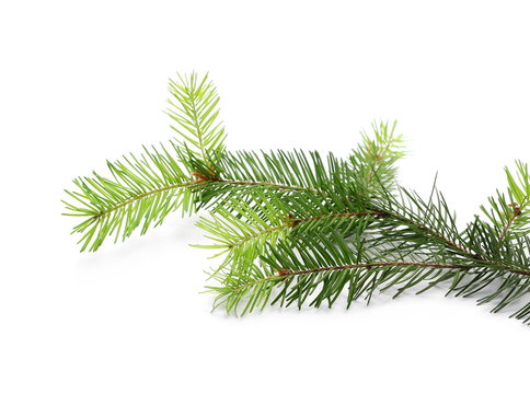 Pine branch, decoration isolated on white background