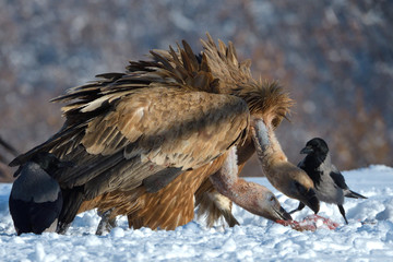 Griffon Vultures Eating in Winter