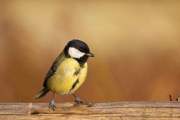Kohlmeise (Parus major) im Naturschutzgebiet Mönchbruch bei Frankfurt, Deutschland.