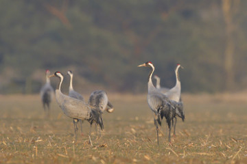Obraz na płótnie Canvas Common Cranes, on the field, in spring migration