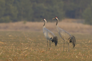 Obraz premium Common Cranes, on the field, in spring migration