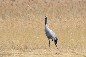 Common Crane, on the field, in autumn