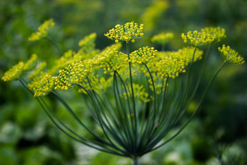 Flowers of dill Anethum graveolens.