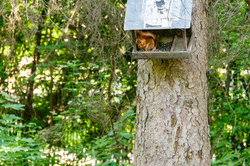 Squirrel eating food from feeder on a tree