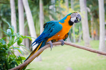  Blue yellow parrot macaw