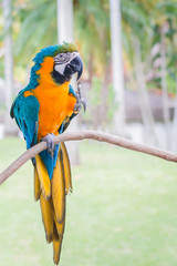  Blue yellow parrot macaw