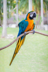  Blue yellow parrot macaw