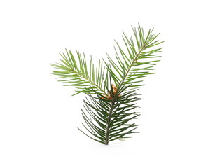Pine branch, decoration isolated on white background