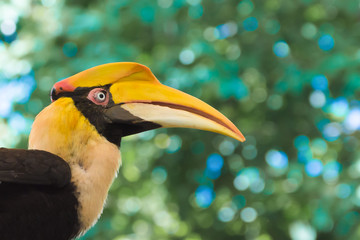  Blue yellow parrot macaw