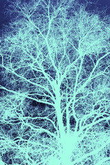 Winter tree silhouette