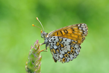 Melitaea cinxia, Glanville Fritillary butterfly on wild flower. Colorful butterfly isolated on green meadow