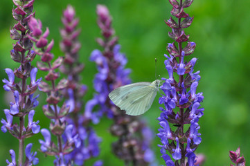 The green-veined white (Pieris napi) butterfly on meadow. Big white butterfly collecting nectar on wild flowers