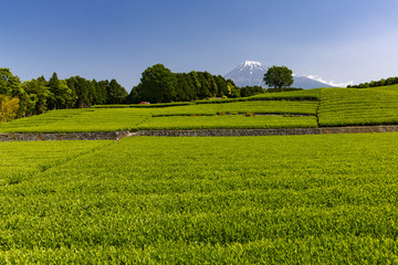 富士山と茶畑