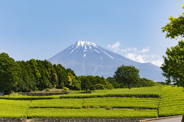 【静岡県】富士山と茶畑（大淵笹場）