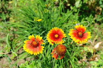 Flower , gaillardia and bee