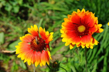 Flower , gaillardia and bee