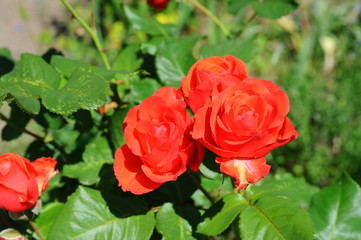 Bud of red rose