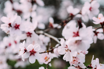 Pink Cherry Tree Flowers Blossom Close Up In Spring