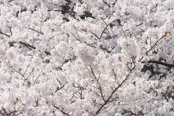 an abundant of cherry blossom at Nagoya, Japan