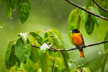 Baltimore Oriole, Icterus galbula on the branch in the rain. Wildlife in Costa Rica.