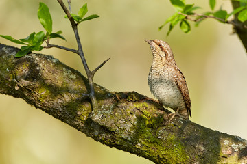 Eurasian Wryneck, Jynx torquilla sitting on the branch before green background.