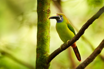 Blue-throated Toucanet, Aulacorhynchus caeruleogularis. The smallest toucan in Costa Rica. Exotic animal in tropical forest.