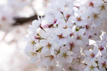 an abundant of cherry blossom at Nagoya, Japan