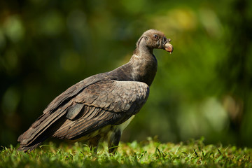 Young King vulture, Sarcoramphus papa, orest in the background. Condors in tropic forest. Animal feeding behaviour. Costa Rica