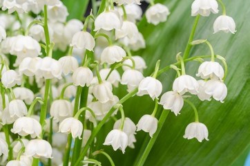 Lily of the valley close-up