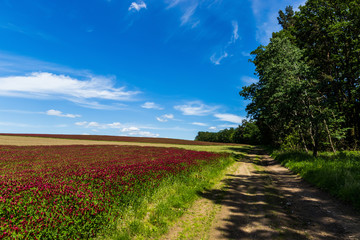 Fototapeta na wymiar Red clover field and blue sky in summer day.