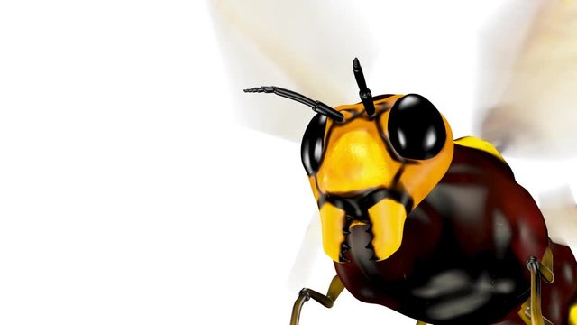 Bee. Looped. Alpha Channel Included.