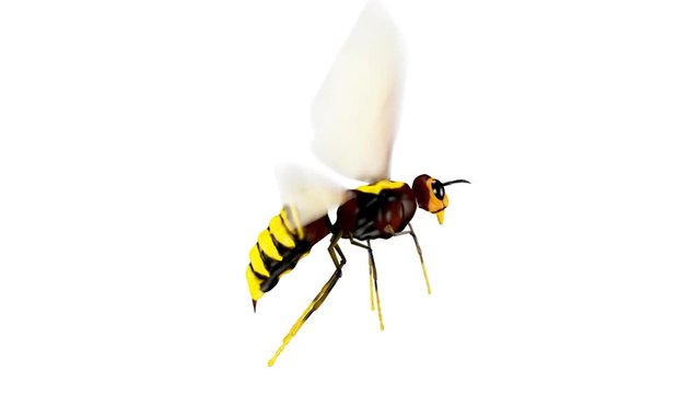 Bee. Looped. Alpha Channel Included.