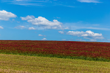 Red clover field and blue sky in summer day.