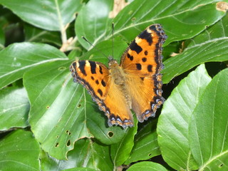 Fototapeta na wymiar butterfly brown black white on a leaf