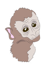 monkey portrait,  vector