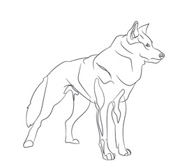 dog stands, lines, vector