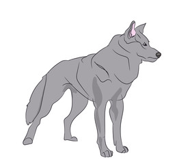 wolf vector illustration