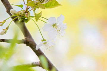 Macro shot of blooming apple tree