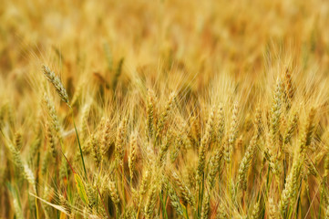 young Mature wheat field