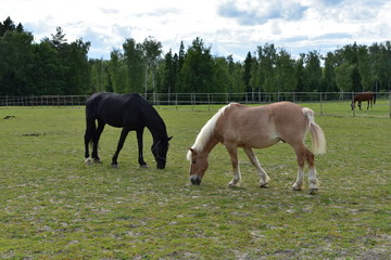 Obraz premium Beige horse with a white mane and a tail grazes along with a black horse near a rural stables on a summer evening