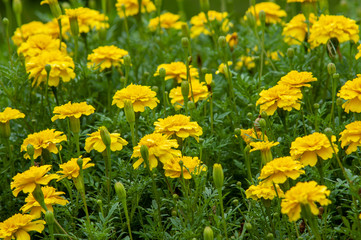 ガーデニング　花