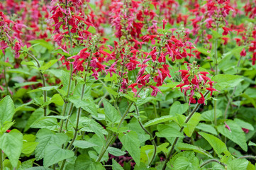 ガーデニング　花