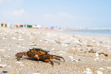 Krabbe relaxt am Strand