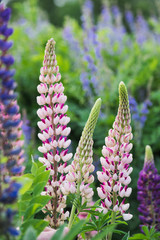 Fototapeta premium Blooming lupines on summer wild meadow