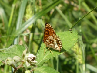 brown butterfly on a leaf
