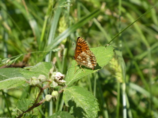 brown butterfly on a leaf