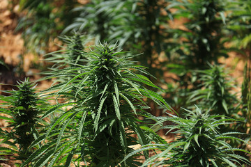 Cannabis Sativa in Field
